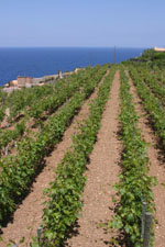Landweine Serra de Tramuntana-Costa Nord - Balearen - Agrarnahrungsmittel, Ursprungsbezeichnungen und balearische Gastronomie